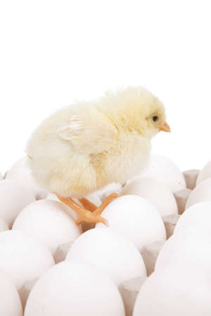 tender live little baby chicken on white eggs over gray tray isolated on white backgroundの写真素材