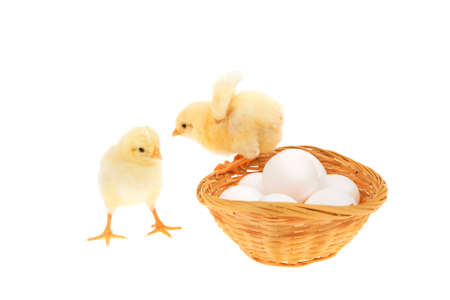live little chicken animal on white eggs inside wicked basket isolated on white backgroundの写真素材