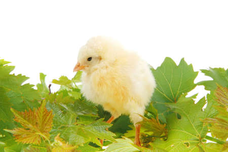 live little chicken animal isolated on white background on green leavesの写真素材