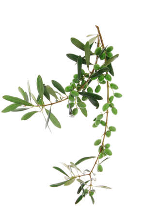 green raw olives on branch over whiteの写真素材