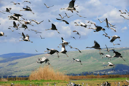 wild birds: common crane (latin: grus grus) life on fieldの写真素材