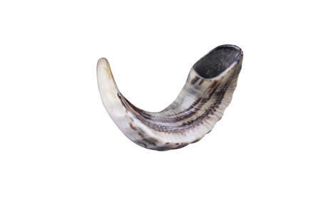 jewish small horn shofar isolated on white backgroundの写真素材