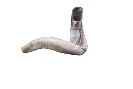 jewish small horn shofar isolated on white backgroundの写真素材