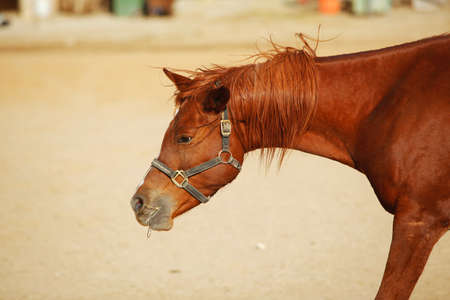 cute horse walks on the ranchの写真素材