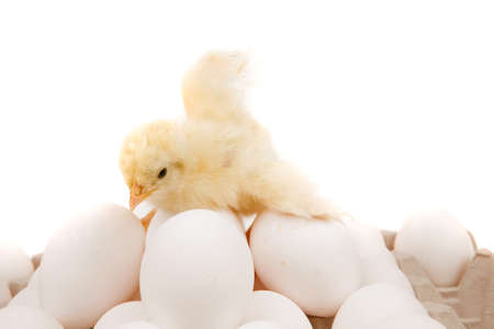 cute little baby chicken on white eggs over gray tray isolated over white background