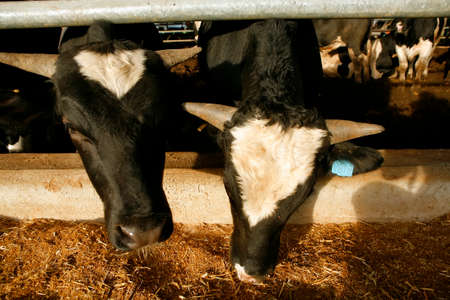 meat dairy breed cows on farm