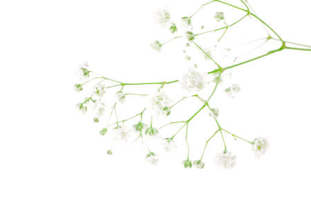 small white flowers isolated on whiteの写真素材