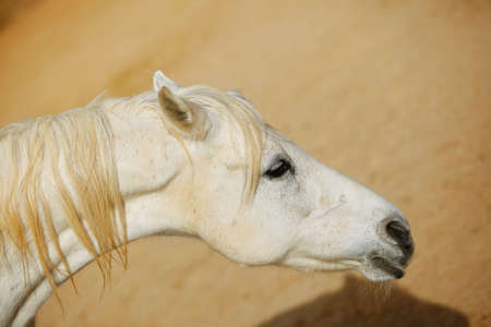 cute horse walks on the ranchの写真素材