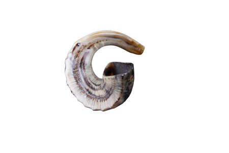 Jewish small horn shofar isolated on white 