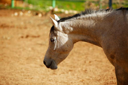 cute horse walks on the ranchの写真素材
