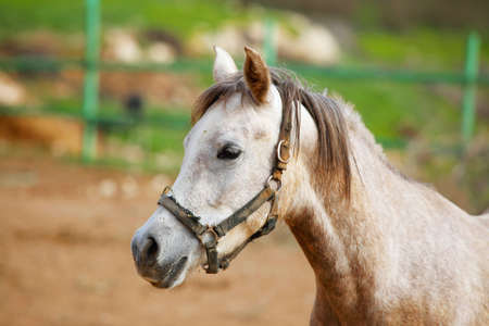 cute horse walks on the ranchの写真素材