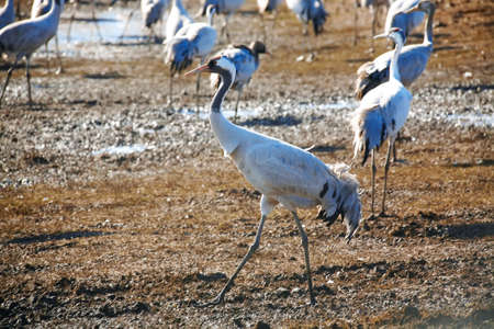 wild birds: common crane (latin: grus grus) life on fieldの写真素材