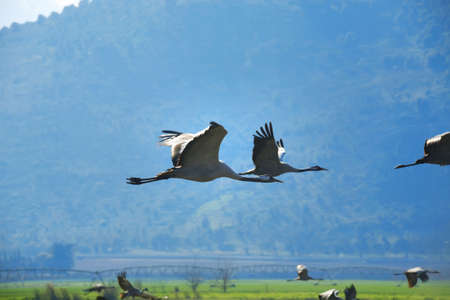 wild birds: common crane (latin: grus grus) life on fieldの写真素材