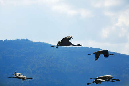 wild birds: common crane (latin: grus grus) life on fieldの写真素材
