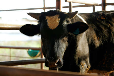 meat dairy breed cows on farm