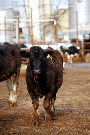 meat dairy breed cows on farm