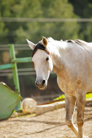 cute horse walks on the ranchの写真素材