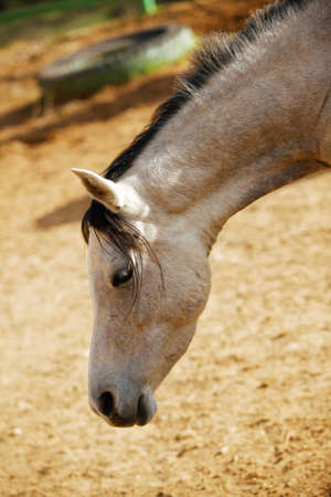 cute horse walks on the ranch