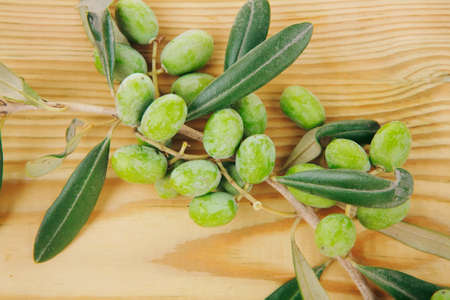 green fresh raw olives on branch over whiteの写真素材