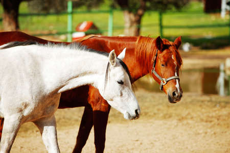 cute horse walks on the ranchの写真素材