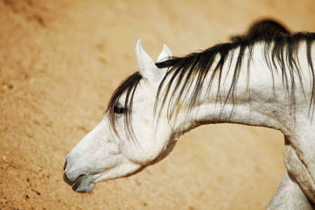 cute horse walks on the ranchの写真素材