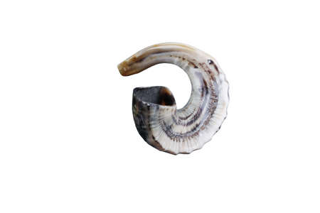 jewish small horn shofar isolated on white backgroundの写真素材
