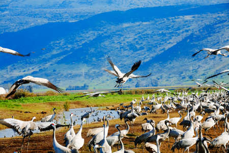 wild birds: common cranes (latin: grus grus) on fieldの写真素材
