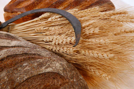 bunch of mown wheat ears with vintage handmade reaper hook sickle and rye and white dark french...