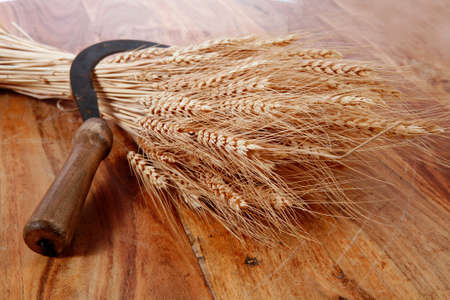 bunch of mown wheat ears with vintage handmade reaper hook sickle on light wooden tableの写真素材