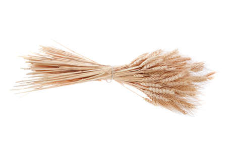 bunch of mown wheat ears with vintage handmade reaper hook sickle isolated on white backgroundの写真素材