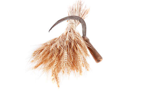 bunch of mown wheat ears with vintage handmade reaper hook sickle isolated on white backgroundの写真素材
