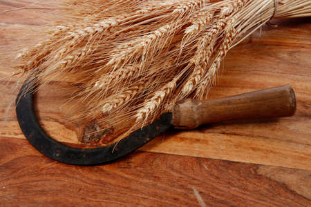 bunch of mown wheat ears with vintage handmade reaper hook sickle on light wooden tableの写真素材