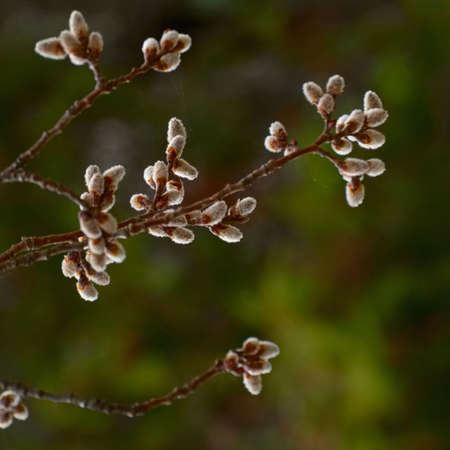 Pussy willows. It is as a spring symbol and Easter.