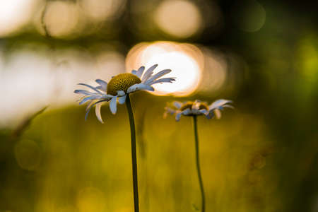Wild daisies in northern Wisconsinの写真素材