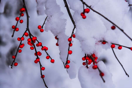 Red berries covered with snowの写真素材