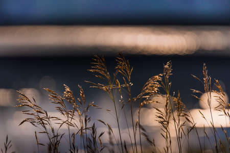 Wild grass along the shore of Spider Lake in Northern Wisconsinの写真素材