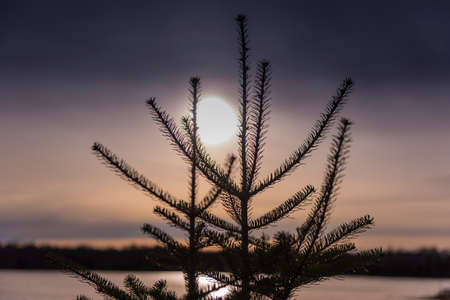 Fir tree at sunsetの写真素材
