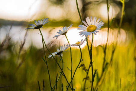Wild daisies in Northern Wisconsinの写真素材
