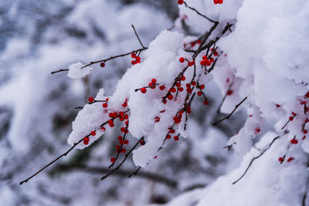 Red berries covered with snowの写真素材