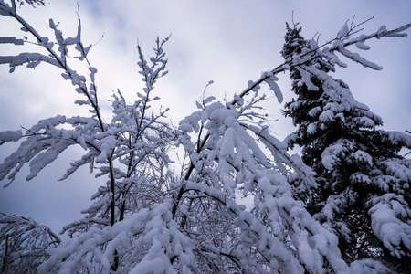Snow covered trees in Northern Wisconsinの写真素材