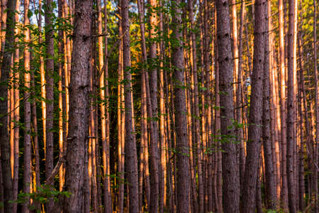 Fir and pine tress in Northern Wisconsinの写真素材