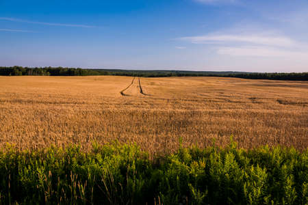 Wheat field in Northern Wisconsin.の写真素材