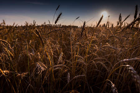Wheat field in Northern Wisconsin.の写真素材