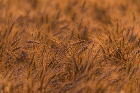 Wheat field in Northern Wisconsin.の写真素材