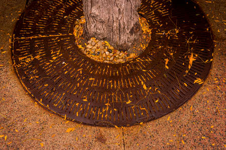 Tree grate covered with leavesのeditorial素材