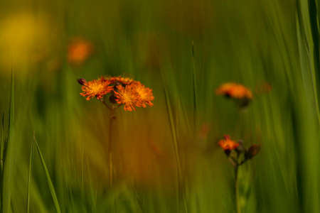 Orange hawkweed wildflowersの写真素材