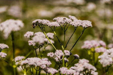 Queen Anneâs lace in Door County, Wisconsinの写真素材