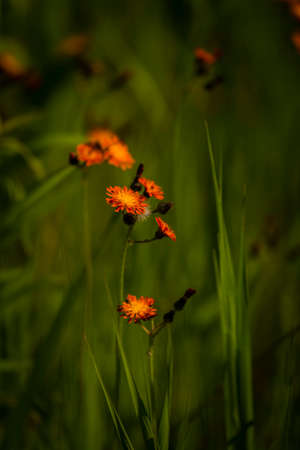 Orange hawkweed wildflowersの写真素材