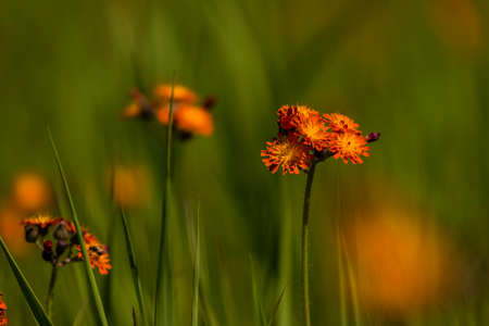 Orange hawkweed wildflowersの写真素材