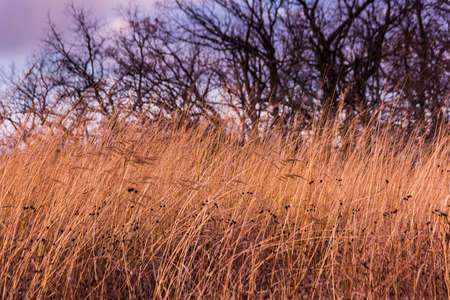 Wild grasses and bare trees.の写真素材